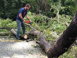 Best Utility Line Clearance  in Marshall, MN