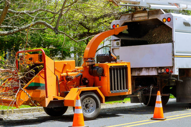 Best Tree Removal  in Marshall, MN