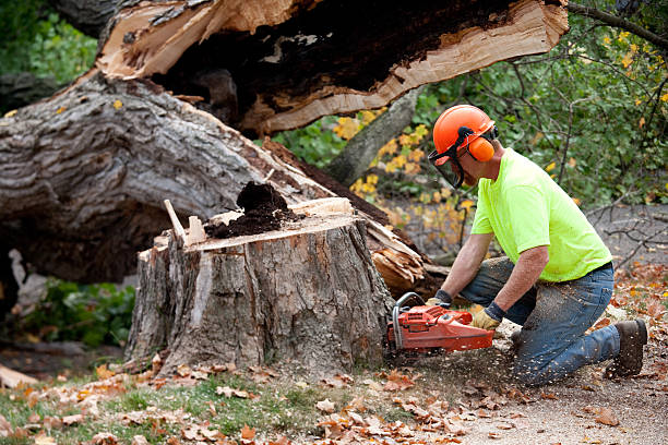 Professional Tree Services in Marshall, MN