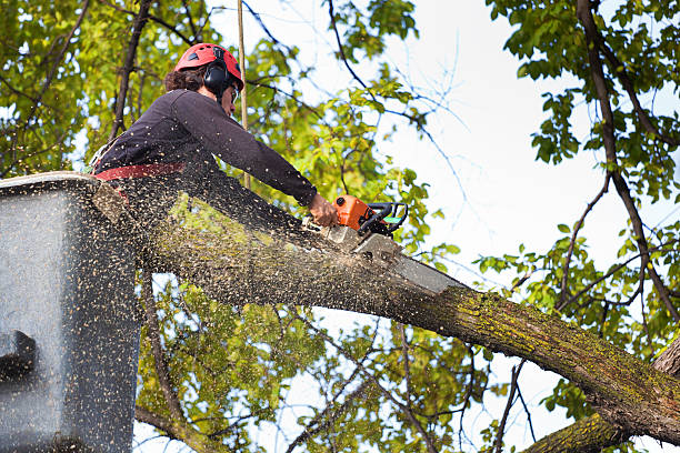 Best Lawn Mowing  in Marshall, MN